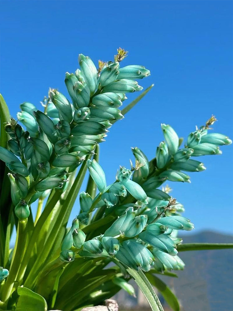 Lachenalia Viridiflora