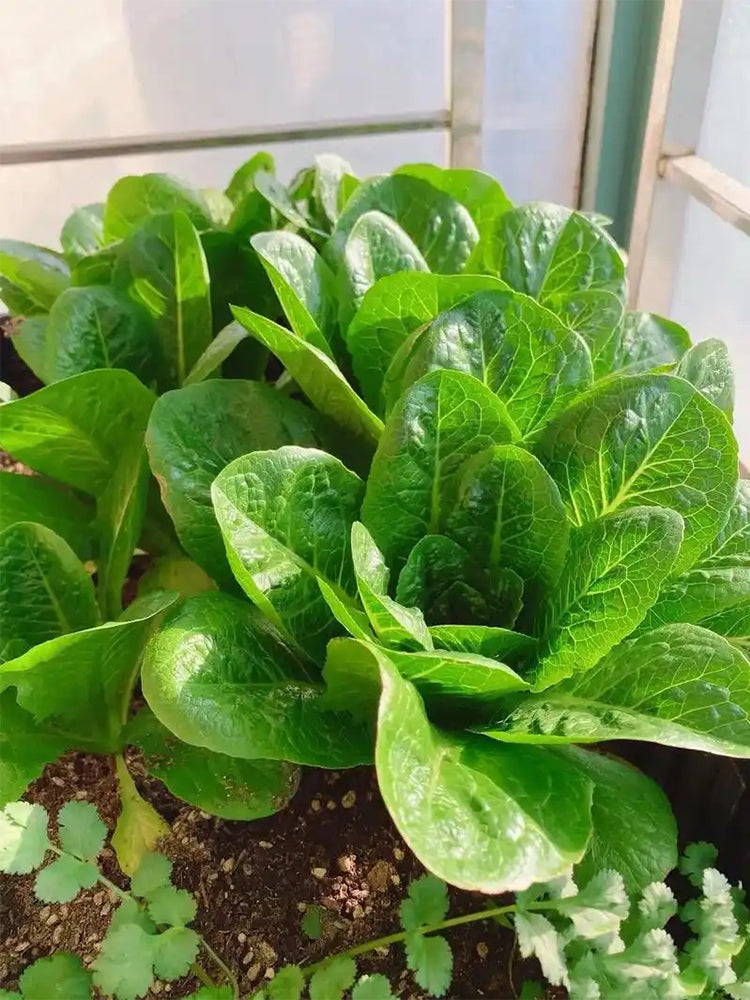 Green Peacock Lettuce