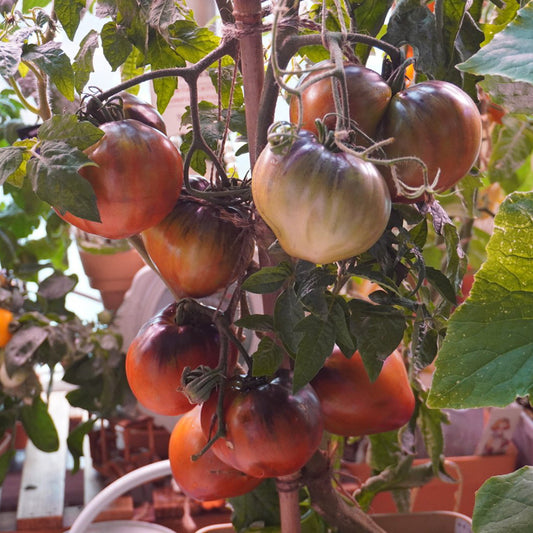 629 Dwarf Leprechaun Sasha F4 Tomato