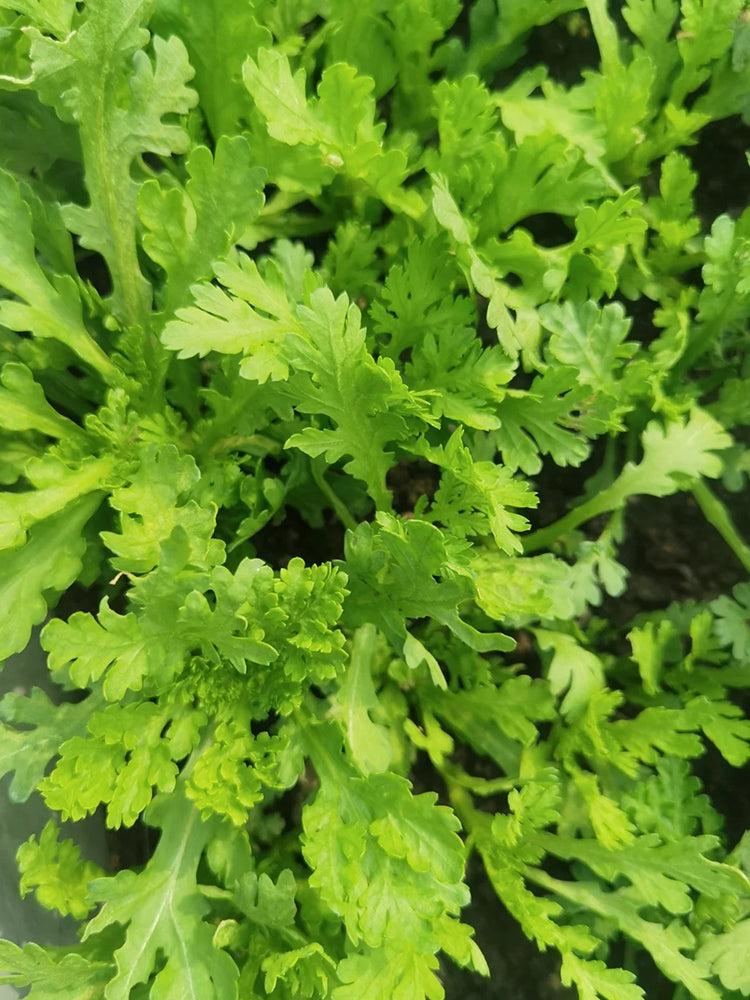 Jiemei Xiangju Garland Chrysanthemum
