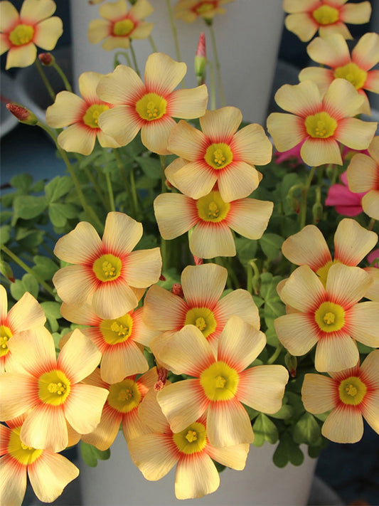 Oxalis obtusa Series Bulb - 'Sunbird'