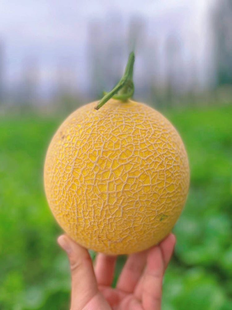 Super Early Honey Melon