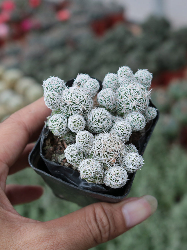 Mammillaria gracilis fragilis 'Thimble Cactus'
