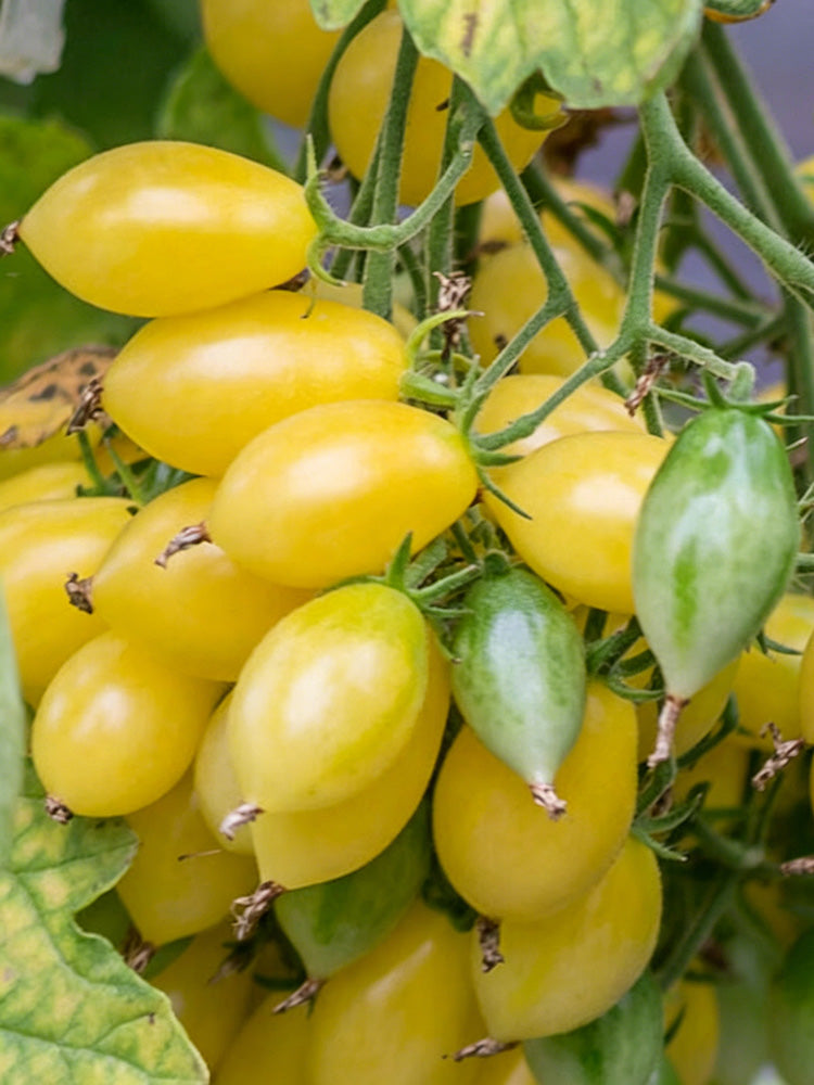 Crazy Barry Cherry Tomato