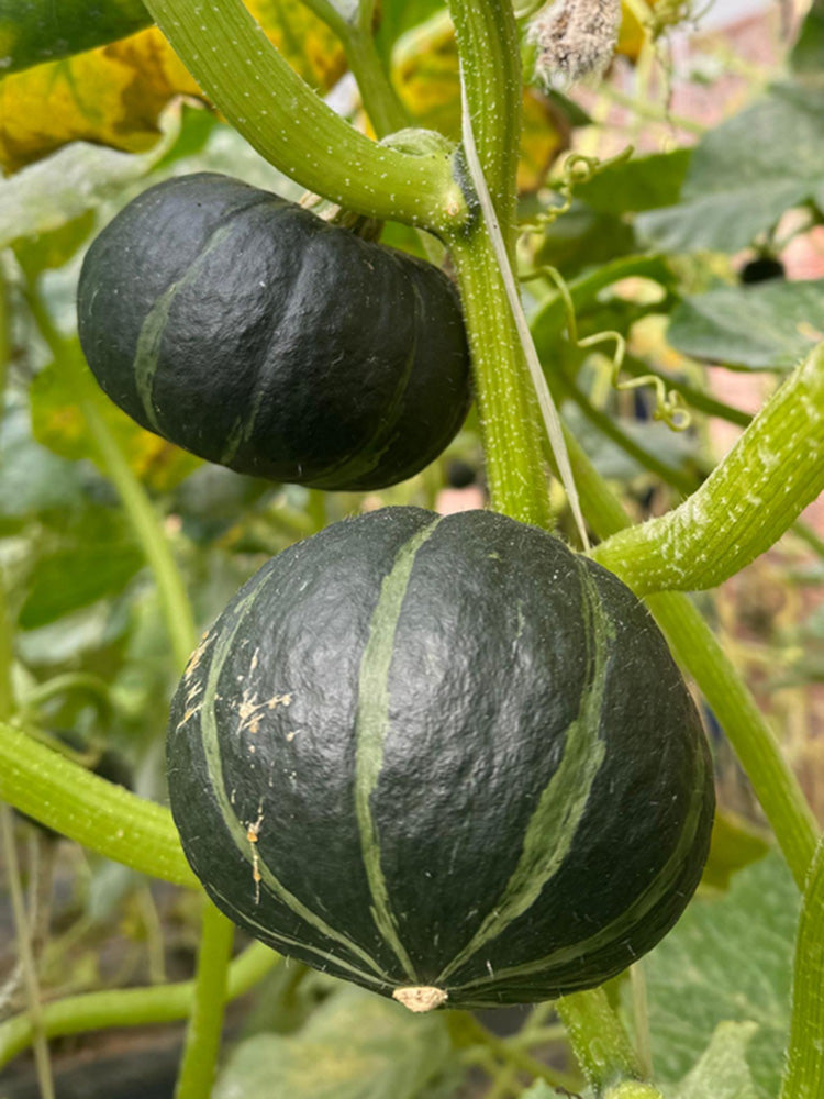 Mini Black Baby Pumpkin