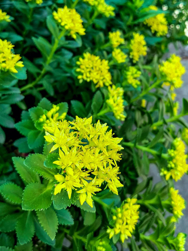 Sedum aizoon