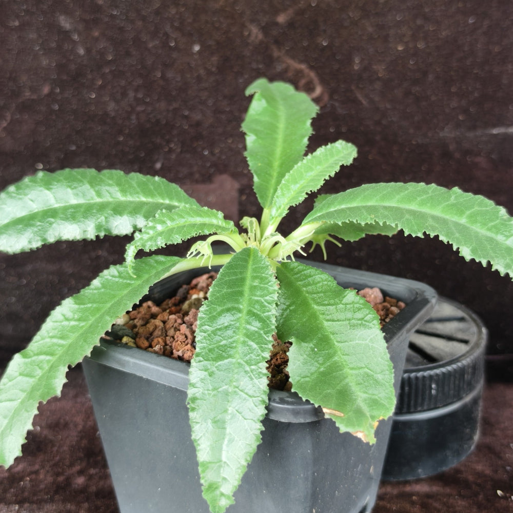 W955 Dorstenia crispa