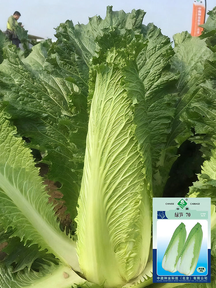'Green Bamboo 70' Chinese Cabbage