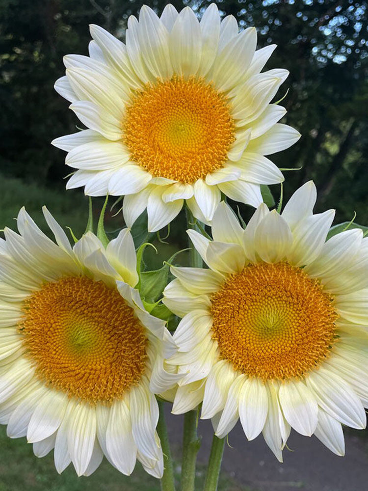 'White Moonlight' Sunflower