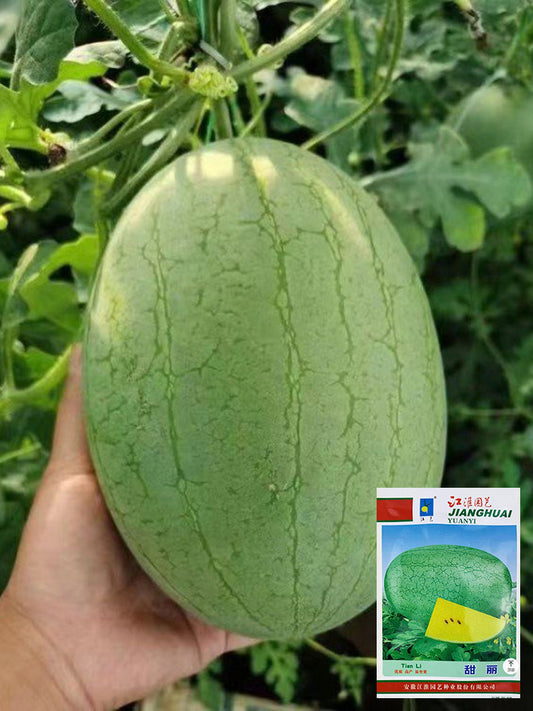 'Sweet Li' Yellow Flesh Watermelon