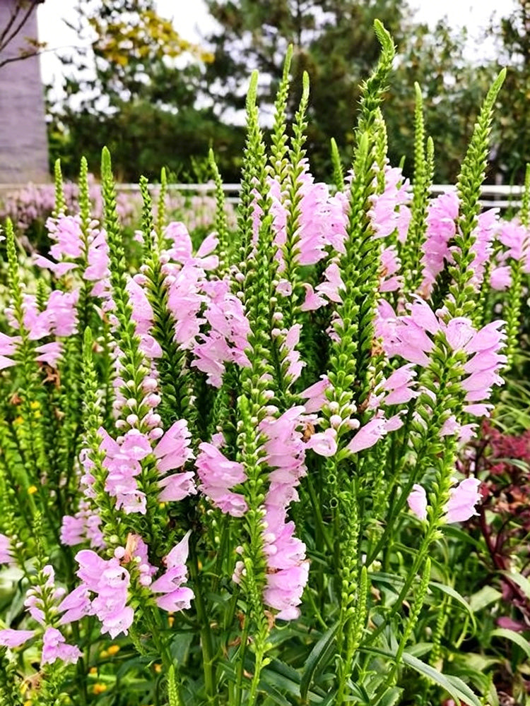 Pink Obedient Plant