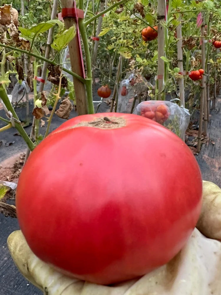 Red Brandywine Beefsteak Tomato