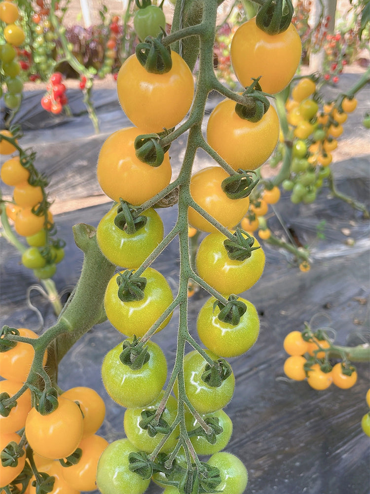 'First Love' Golden Cherry Tomato