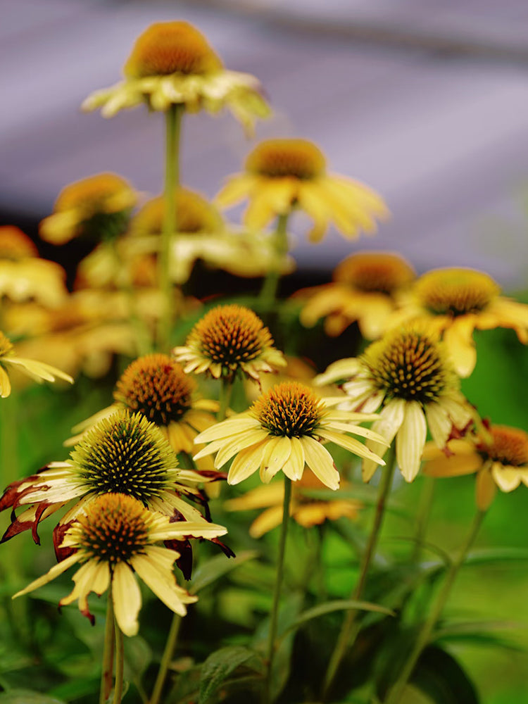 Echinacea purpurea 'Mellow Yellows'