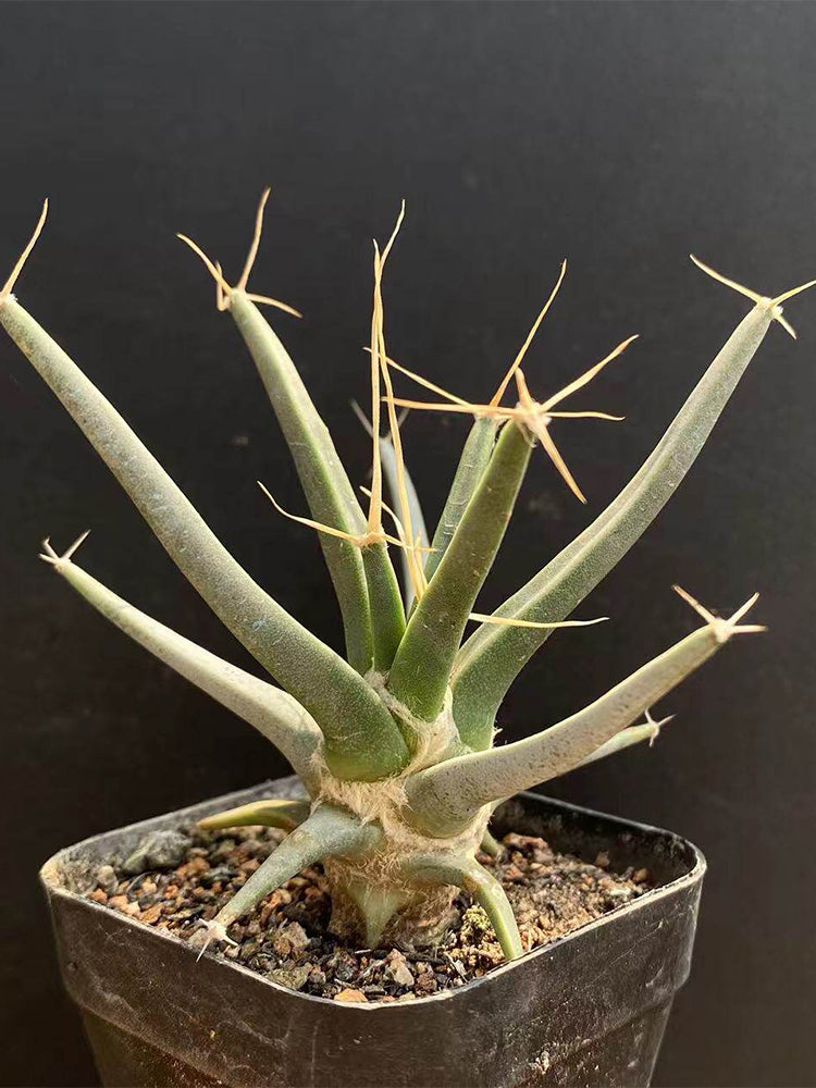 Leuchtenbergia principis