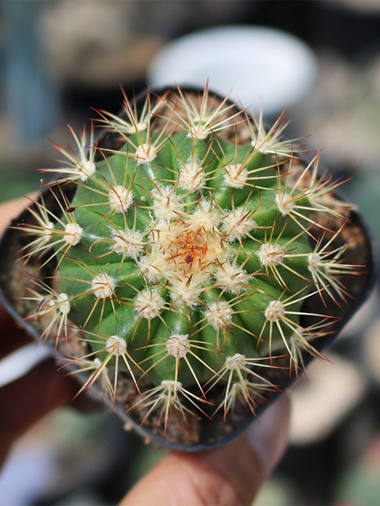 Melocactus broadwayi