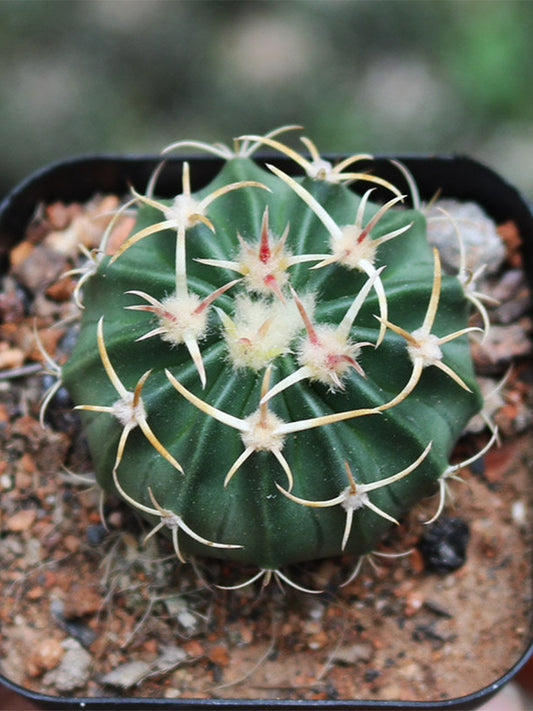 Echinocactus texensis