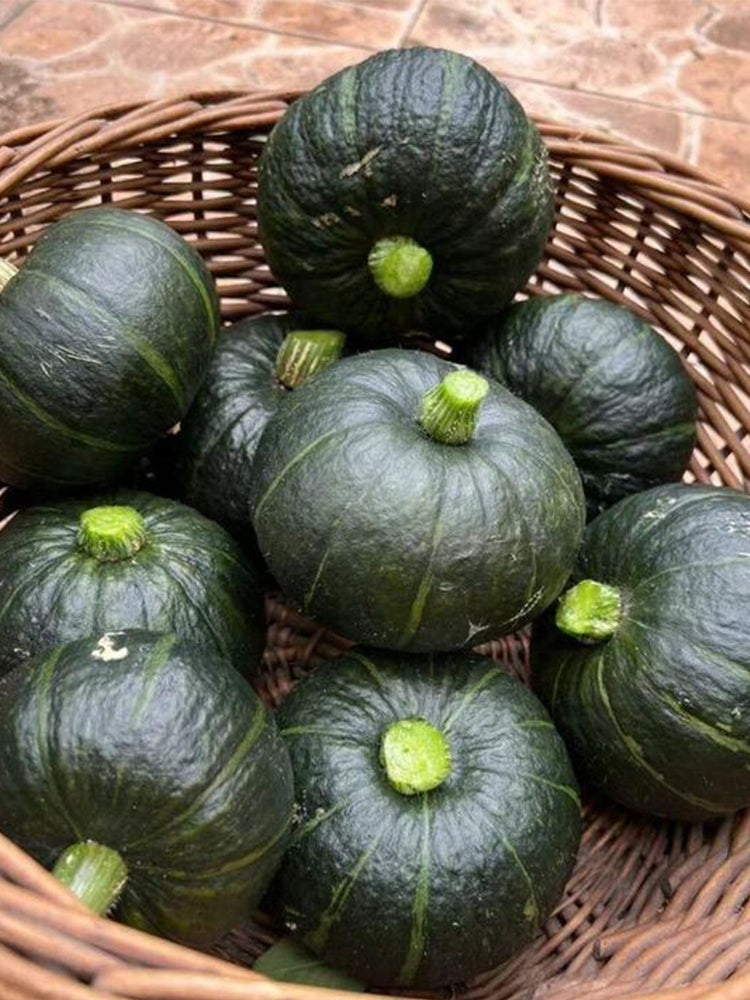 Tianbei No.6 Pumpkin