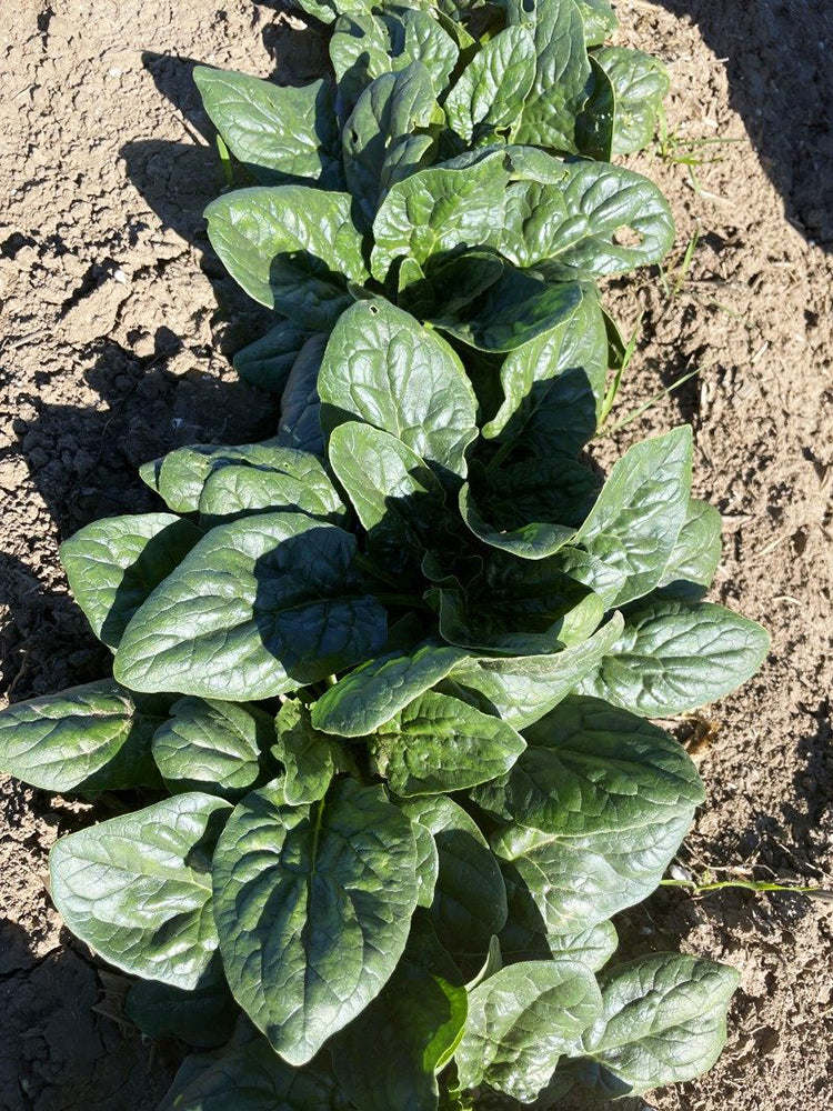 Ground-hugging Spinach