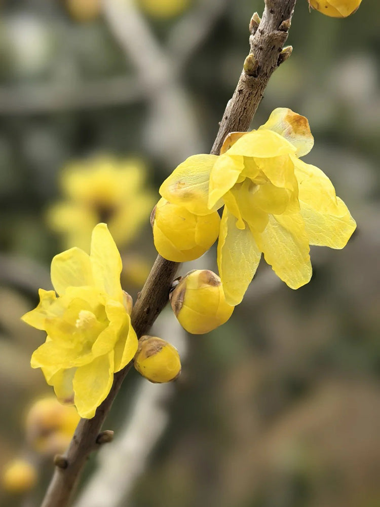 Large Flower Pure Yellow Wintersweet
