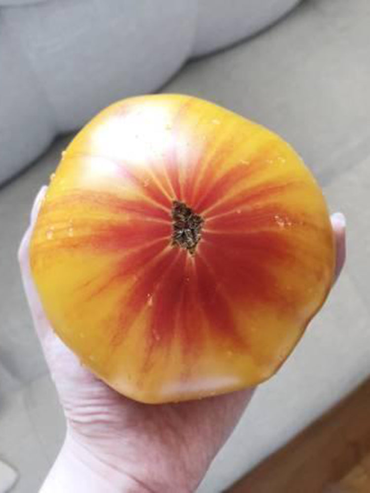 Cocktail Fruit Tomato