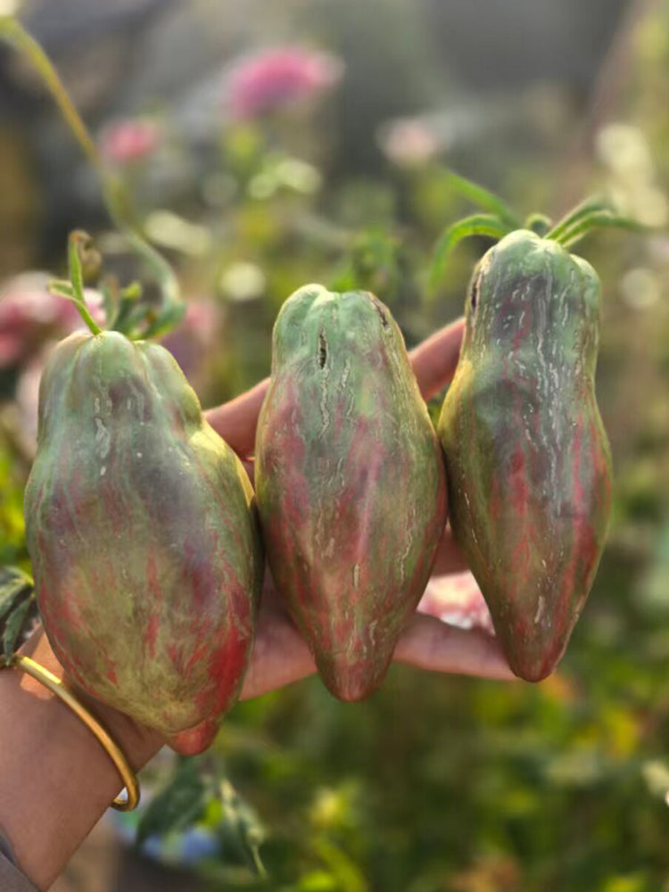 937 Black Tulip Tomato
