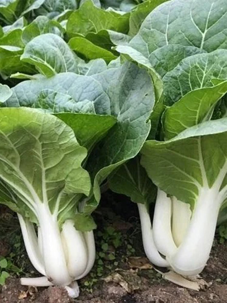 Yumeiren Baby Bok Choy