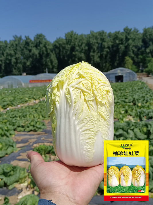 Huanai Baby Pak Choy