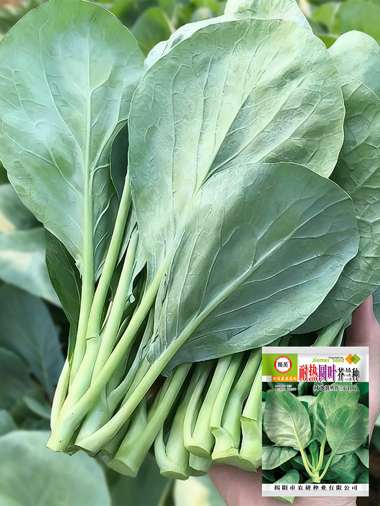 Heat-Tolerant Round-Leaf Chinese Kale