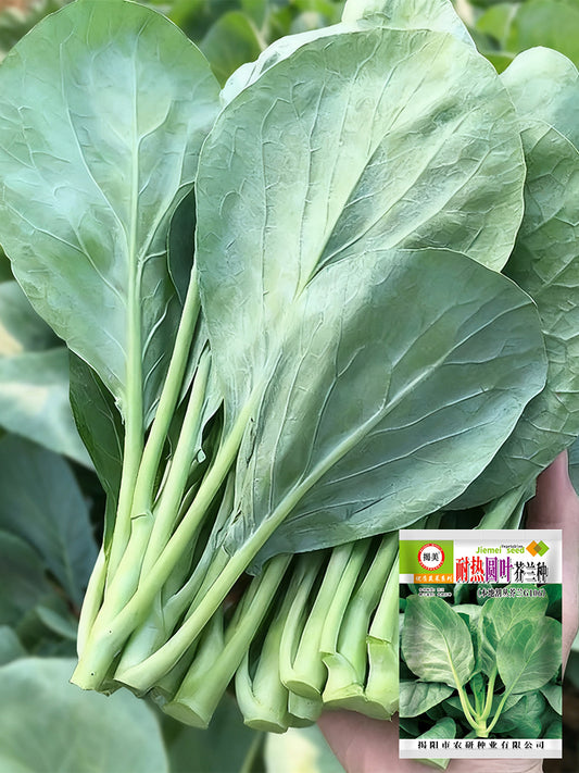 Heat-Tolerant Round-Leaf Chinese Kale