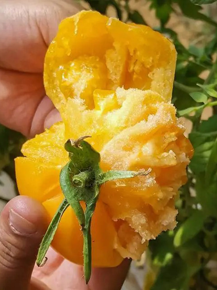 Sand-Rind Big Yellow Tomato