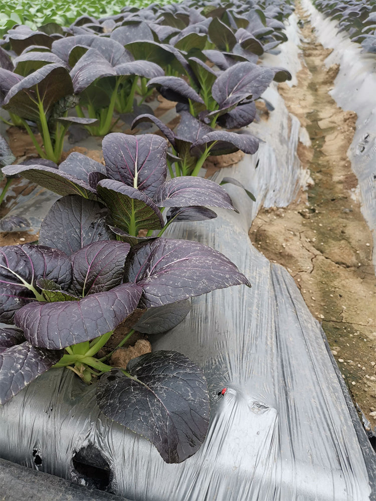 Purple Bok Choy