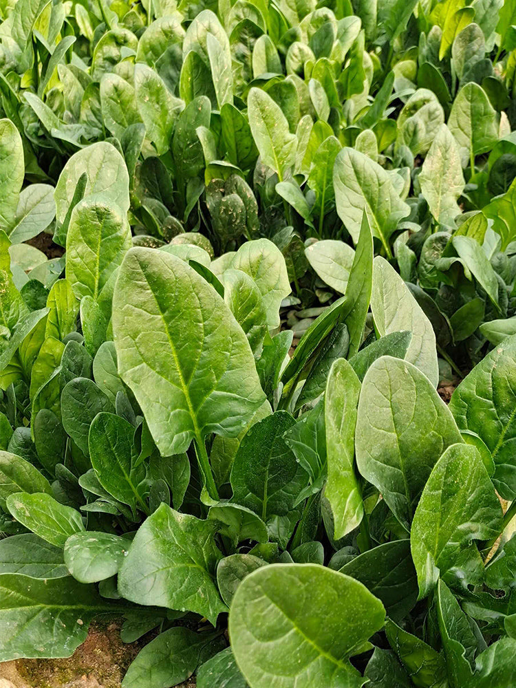 Japanese Large-Leaf Spinach