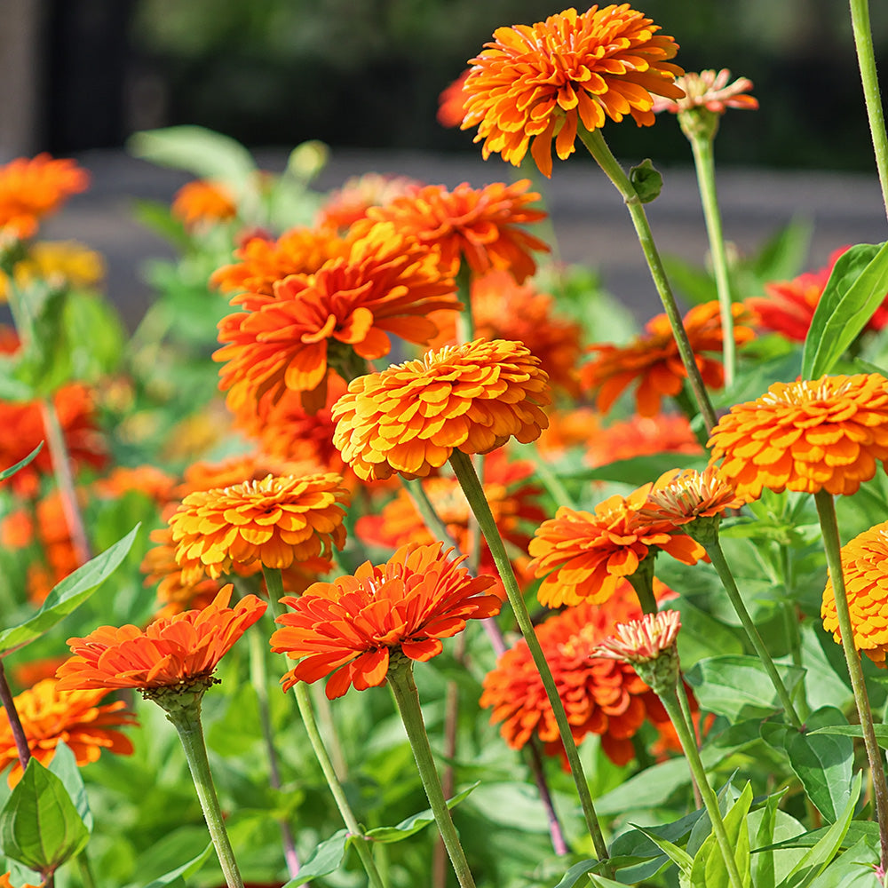 W1352 Large-Flowered Orange Zinnia