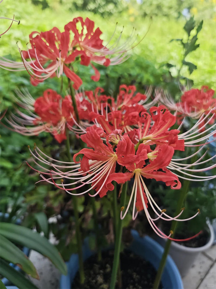Hubei Lycoris