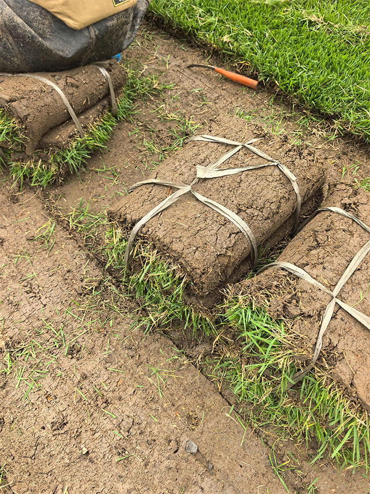 Chinese Zoysia Grass
