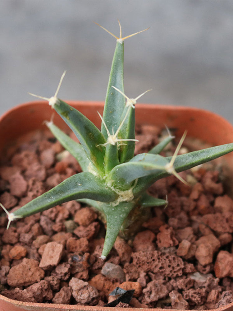 Leuchtenbergia principis