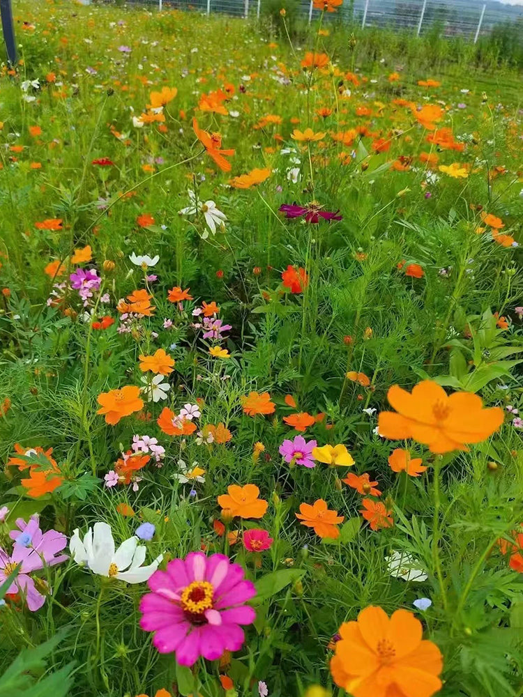Wildflower Mix