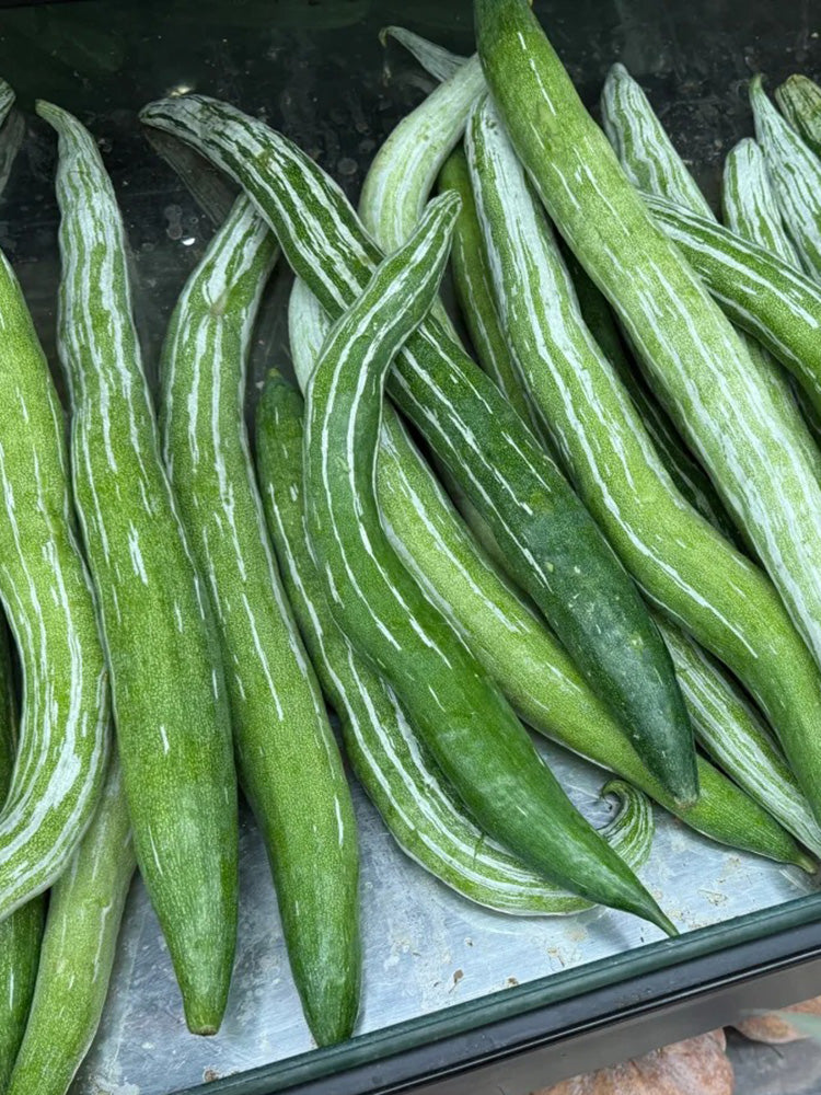 Argentina Snake Gourd