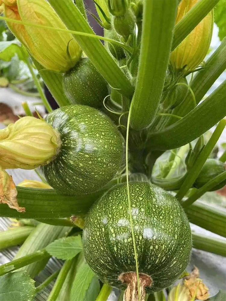 Black Pearl Round Zucchini