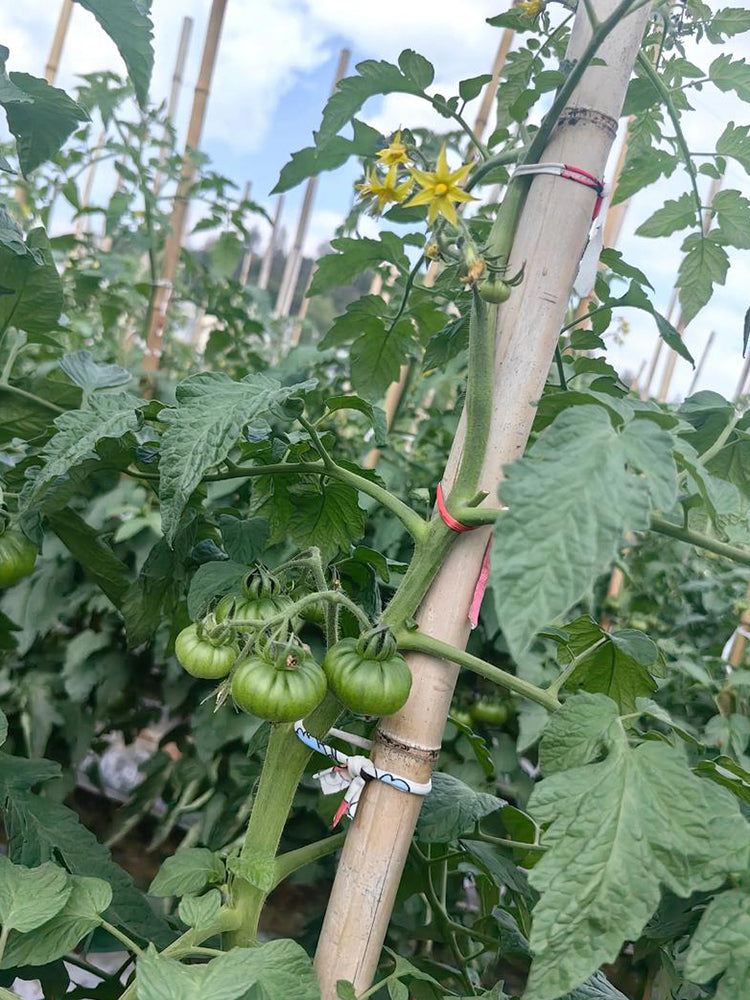 Black Steak Tomato
