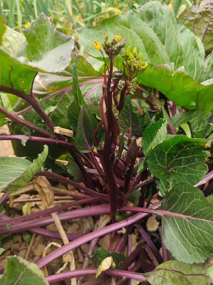 'Bright Red 65' Flowering Stalk