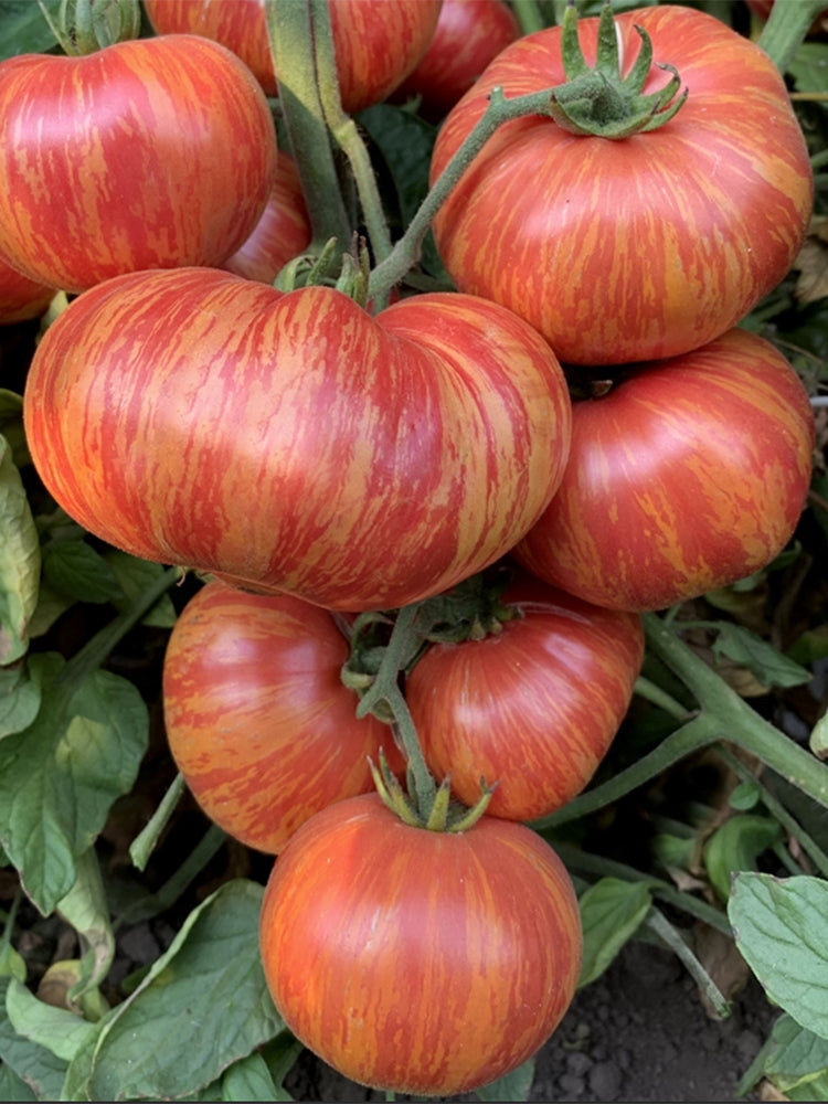 'Vintage Wine' Tomato