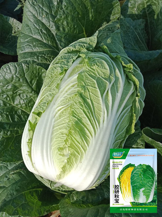 'Jiaoyan Qiubao' Chinese Cabbage