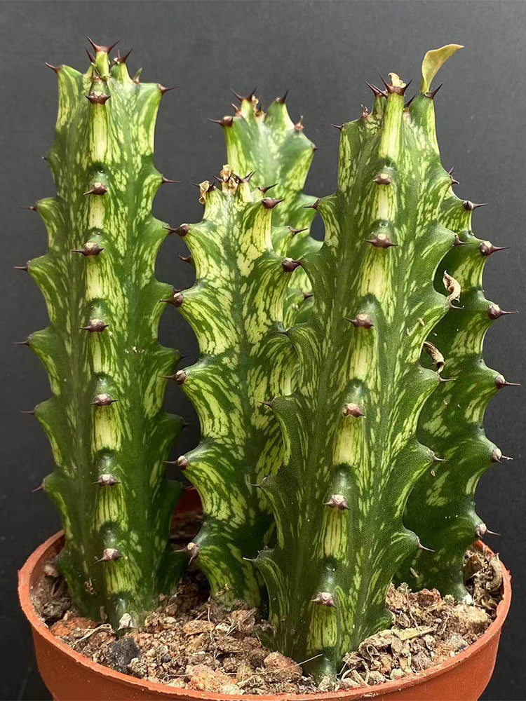 Euphorbia trigona 'Variegata'