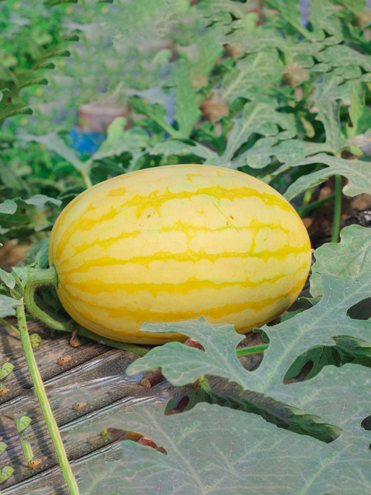 'Jinshuai 02 Golden Robe' Watermelon