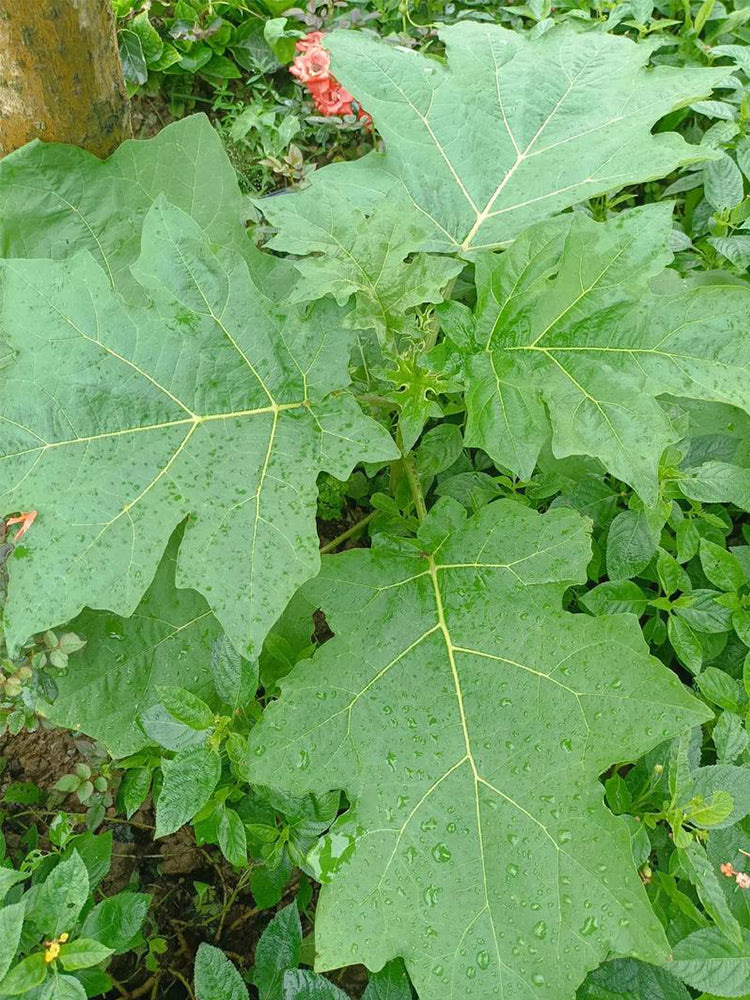 Tuolubamu Eggplant Rootstock