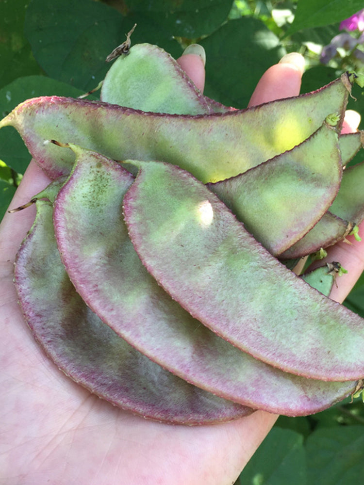 Purple-edged Hyacinth Beans