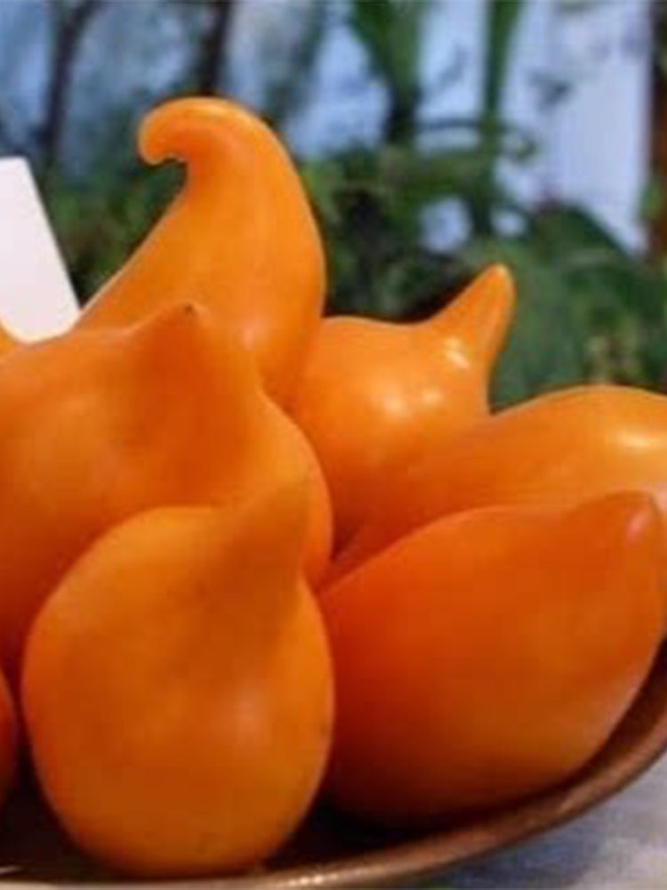 927 Buratino Tomato