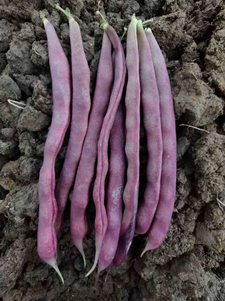 Fall Purple Kidney Beans